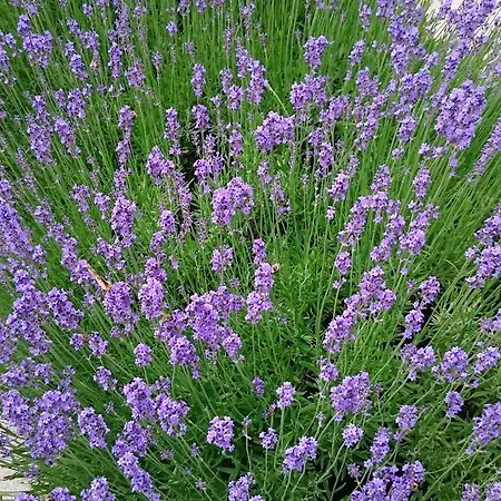 公寓 Letna, Ac & Garage 89m2 And 44m2 *