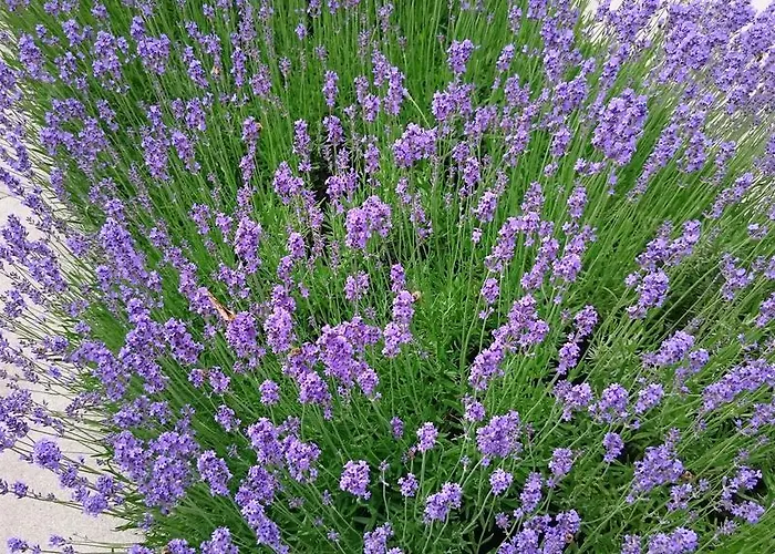 Appartamento Letná, Ac&garage 89m2&44m2 *